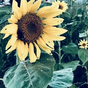 Meet your Posher, Kaylan